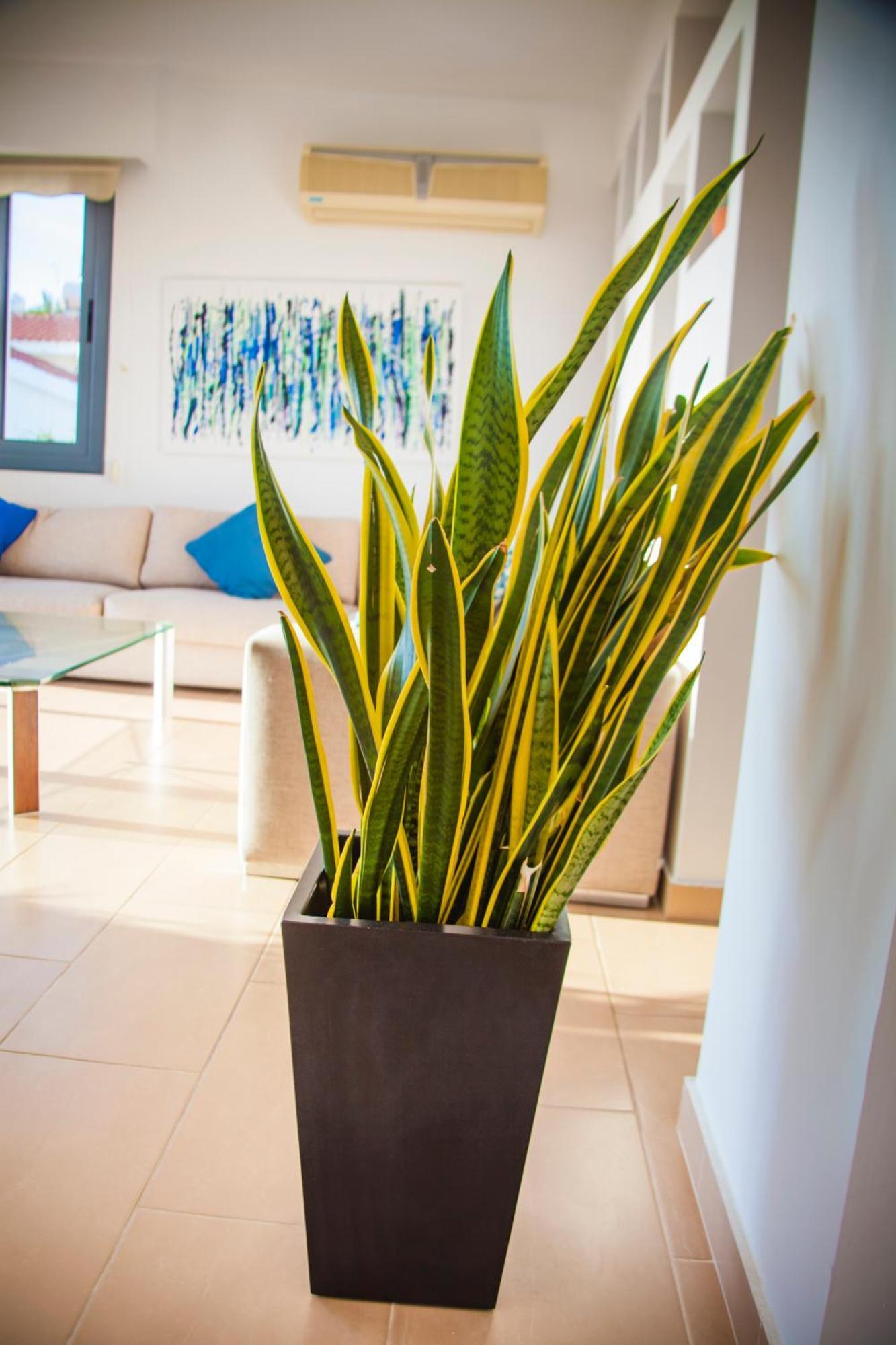 Julipapas Gardens Appartement Paphos Kamer foto